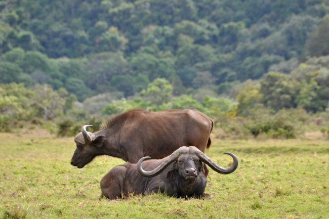 Arusha National Park 3