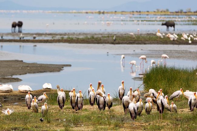 manyara 1 (2)